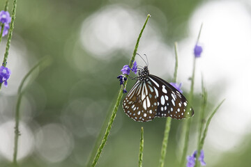 Blue Tiger butterfly (Tirumala limniace) on wildflower with soft green bokeh background