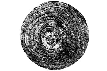 fotografia en formato PNG, Anillas, tronco de madera con fondo trasparente  © Menorcaevo