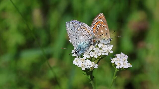 male and female common blue butterfly polyommatus icarus copulating on Achillea millefolium