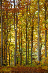 Fototapeta premium autumn colors, Frignano Regional Park, Lake Santo, Lake Baccio, colorful forests, Pievepelago, Modena