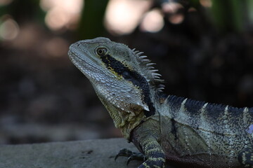 The Australian water dragon