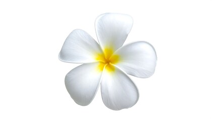 A single, pristine plumeria flower with white petals and yellow center