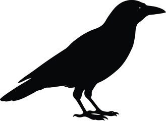 Perched crow silhouette illustration. Wild bird vector graphic