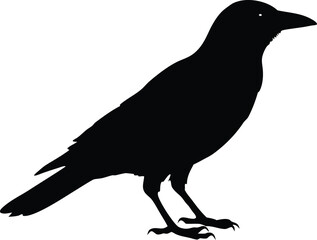 Perched crow silhouette illustration. Wild bird vector graphic