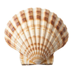 Obraz premium Scallop shell closeup, light & dark brown stripes, fan shape, against black