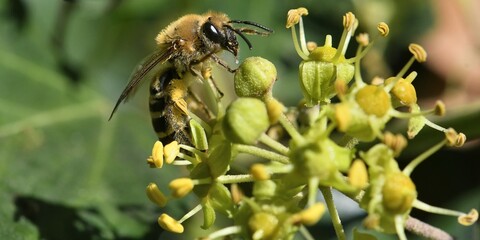 abeille sur une fleur de lierre 3