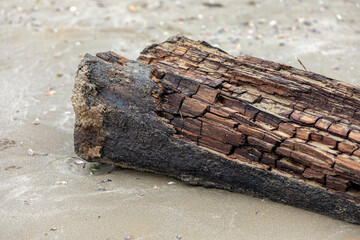 weathered driftwood on shore, solitary coastal relic of burnt wood ideal for art study or decoration