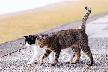 北海道洞爺湖町、仲良く散歩する2匹の野良猫【9月】
