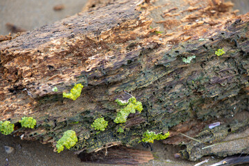 colorful lichens on bark indicate biodiversity, lichen patches on decaying bark showcase ecosystem