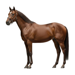 Fototapeta premium Shiny brown horse with dark mane stands, white blaze on head