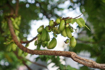 A cluster of sour Bilimbi (Cucumber Tree) fruits hang from a tropical tree branch, set against a soft, bright background. This close-up image is excellent for food, health, or traditional medicine the