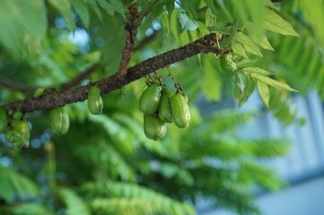 A cluster of sour Bilimbi (Cucumber Tree) fruits hang from a tropical tree branch, set against a soft, bright background. This close-up image is excellent for food, health, or traditional medicine the