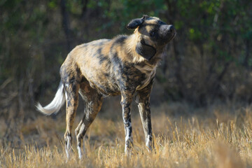 African wild dog (Lycaon pictus), also called painted dog and Cape hunting dog in an african game reserve