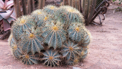 Blue barrel cacti (Ferocactus glaucescens).