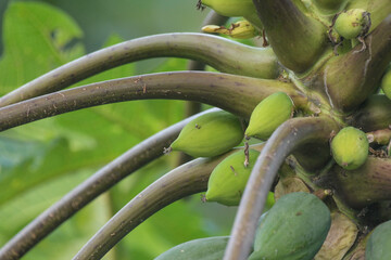 Papaya tree with fruit in an organic farm