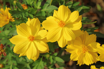 Eye-catching Cosmos Sulphureus or Sulfur Cosmos  blooming in the sunlight