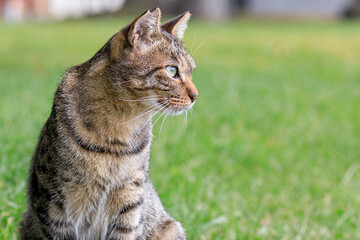 北海道洞爺湖町、遠くを見つめる野良猫【9月】