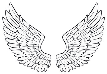 Obraz premium Vector illustration of angel or bird wings with feathers, line art design element