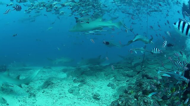 Experience an adrenaline rush at a Fiji reef. Witness sharks feeding up close as they are surrounded by schools of fish. An amazing underwater spectacle.