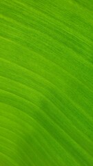 Vein texture of banana leaf, Nature Backgrounds.