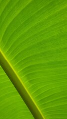 Vein texture of banana leaf, Nature Backgrounds.