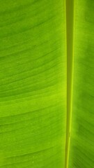 Vein texture of banana leaf, Nature Backgrounds.
