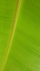 Vein texture of banana leaf, Nature Backgrounds.