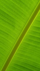 Vein texture of banana leaf, Nature Backgrounds.