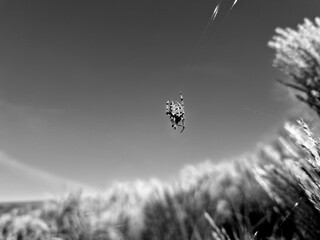 cross spider araneus diadematus on the web against a grey sky  abstract creepy and scary scene