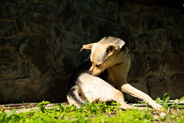 Clean dog grooming fur outdoors in sunlight in backyard, domestic pet lying in shade near stone wall, domestic animal resting on warm summer day
