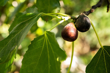 Two ripe figs hanging fig tree branch with green leaves in natural sunlight in garden, organic sweet food close-up, healthy eating, seasonal summer harvest 

