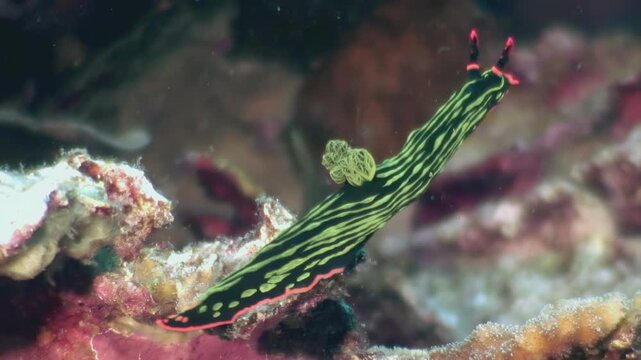 Observe the vibrant colors of a nudibranch as it navigates the coral reefs in the Philippines. This sea slug gracefully moves along the ocean floor during the day.