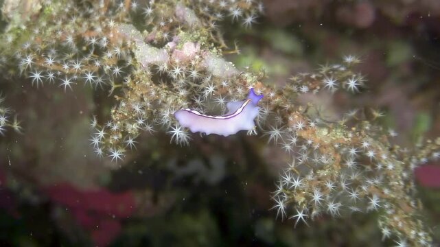 A mesmerizing flatworm with purple highlights gracefully moves along starburst coral. Shot during the day in the stunning underwater world of the Philippines.