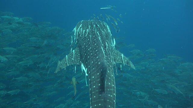 Whale shark (Rhincodon typus) with many remoras swims above a school of trevallies, filmed from behind and above.