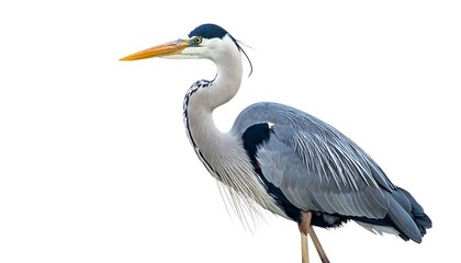 Fototapeta premium Elegant grey heron standing tall against a plain white background