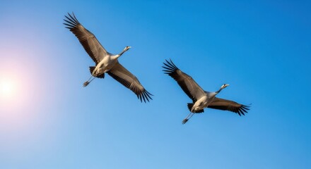 Two majestic cranes soar gracefully across a clear blue sky