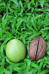 Unripe fruit and dried seed of Alstonia scholaris or Blackboard tree, dried seed can used for home decorations