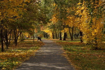 Fototapeta premium autumn in the park