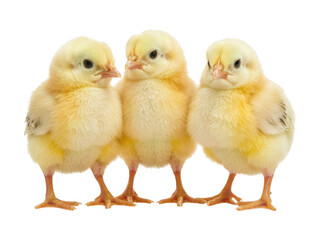 Fototapeta premium Three fluffy yellow chicks stand together on a black background