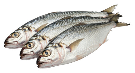 Fototapeta premium Three silvery fish aligned, scales visible, uncooked, on transparent background