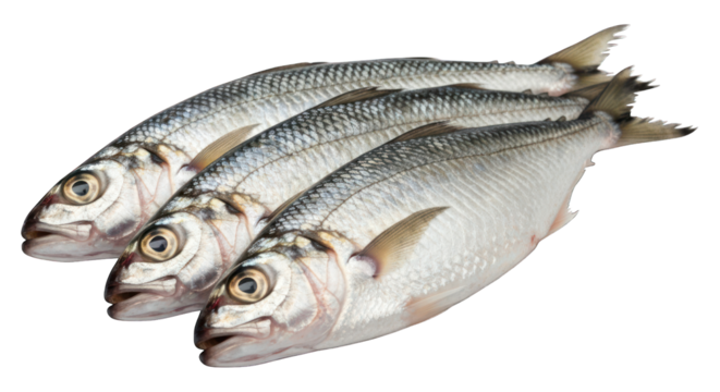 Three silvery fish aligned, scales visible, uncooked, on transparent background