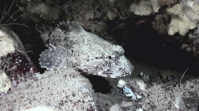 Amphichthys cryptocentrus, or toadfish, blends seamlessly into its rocky surroundings. This marine ray-finned fish from Batrachidae family lies in wait near Bocas del Toro, Panama.