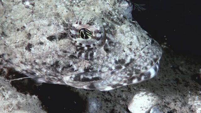 Camera peers close to Amphichthys cryptocentrus, revealing its intricate mottled pattern and unique amphibian-like appearance. This ray-finned fish rests peacefully in Batrachidae family environment.