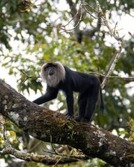 lion tailed macaque monkey climbing a tree