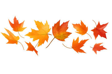 autumn leaves isolated on white background - Falling Autumn Leaves – Scattered Maple Leaves in Shades of Orange, Red, and Yellow on White Background Representing Seasonal Change and Natural Beauty