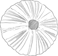 Obraz premium Urchin seashell hand drawn illustration