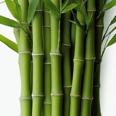Fototapeta premium Lush vibrant green bamboo stalks creating a zen, calming, natural background for spa, wellness, or eco-friendly brand promotions and designs