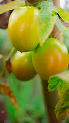 close up tomatoes on a branch