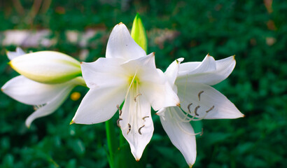 white amaryllis flowers that bloom beautifully and a background of green leaves