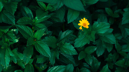 one yellow flower blooms among the green leaves